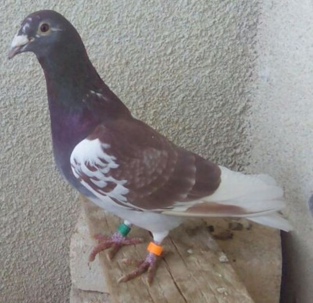 Mascul 15-772 ESP....-Sacuieni - Porumbei vanduti