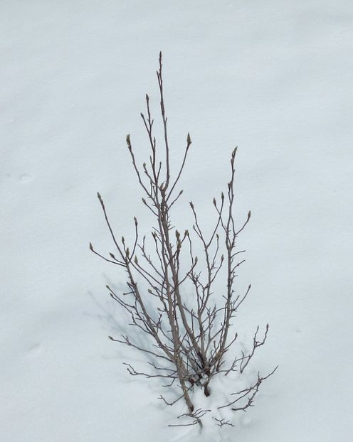  - AAAAA_MAGNOLIA SUSAN 2015_2017_2018_2019_2020_2024_2025