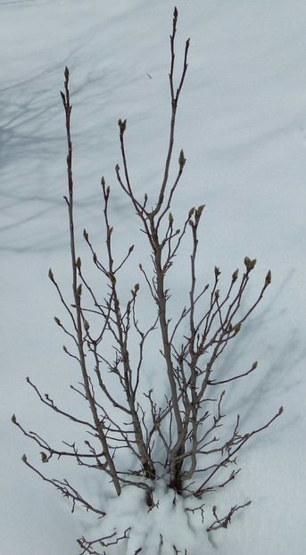  - AAAAA_MAGNOLIA SUSAN 2015_2017_2018_2019_2020_2024_2025