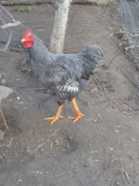  - Vand cocosi Plymouth Rock Barat