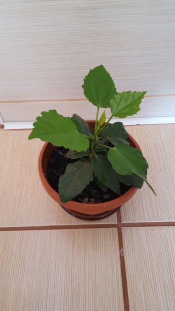  - Hibiscus roz batut 2020