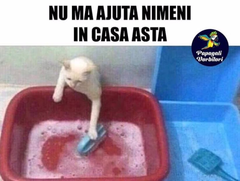  - Poze 2