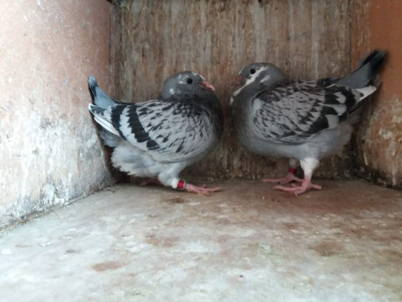 386A7F7B-541B-4C4C-A96C-3A9948B81AEC - A Pui 2018