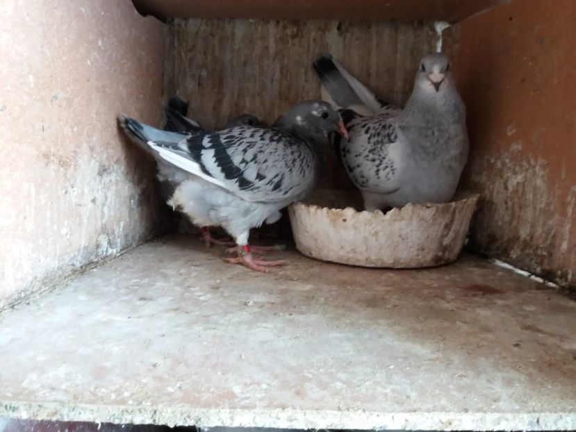 F72897BD-D0F2-4A00-9788-D3DDAC942AB5 - A Pui 2018