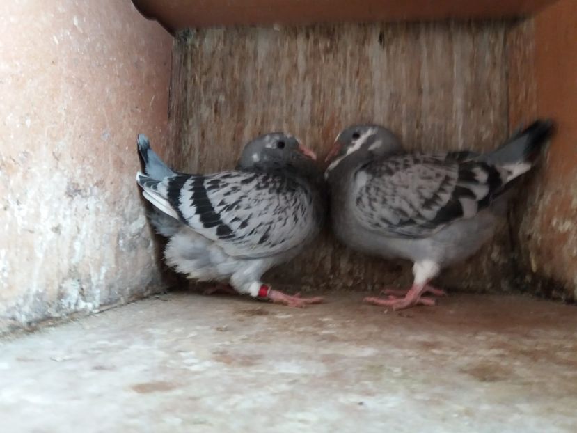 ECBEA462-6B9D-4AD7-B66A-8ED25BFE2DAC - A Pui 2018