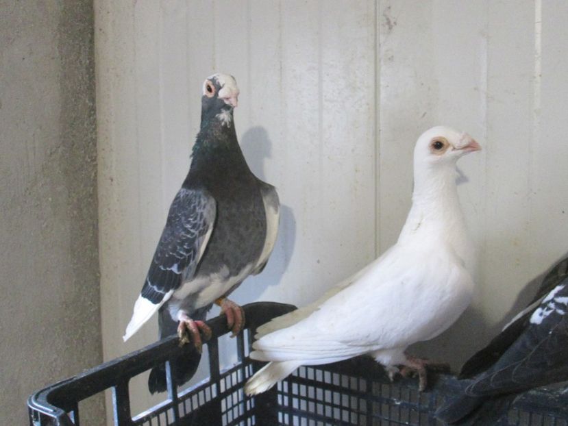  - POZE CARANCULATI 2018