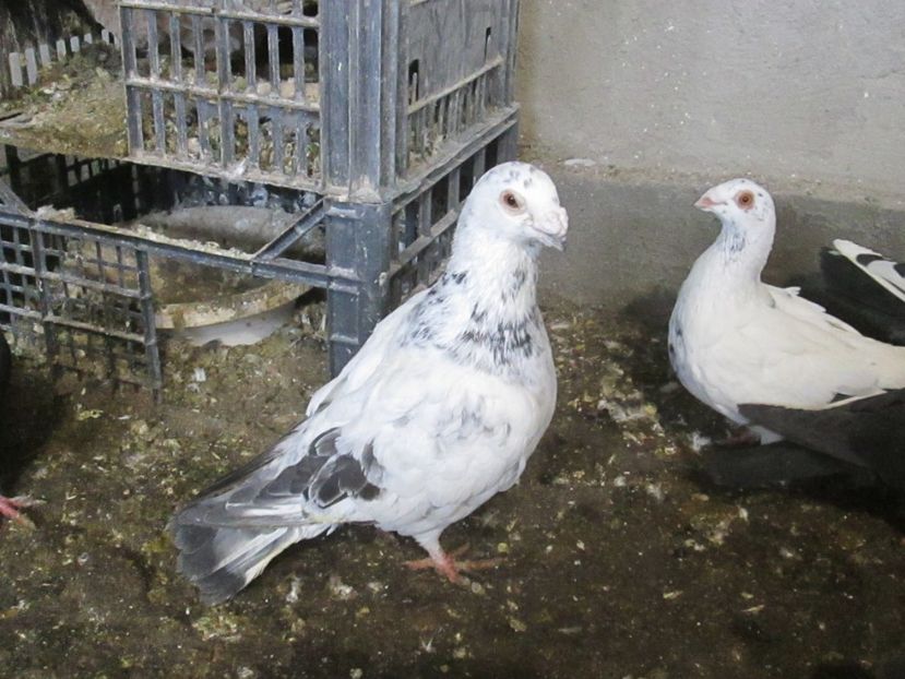  - POZE CARANCULATI 2018