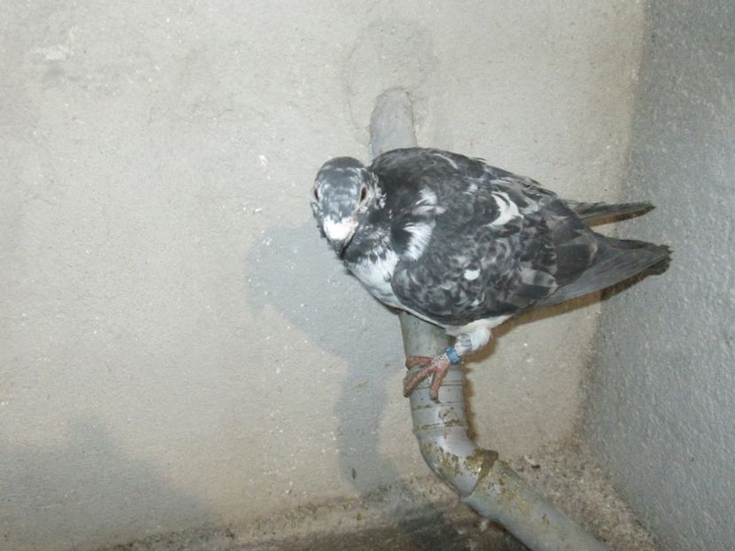  - POZE CARANCULATI 2018