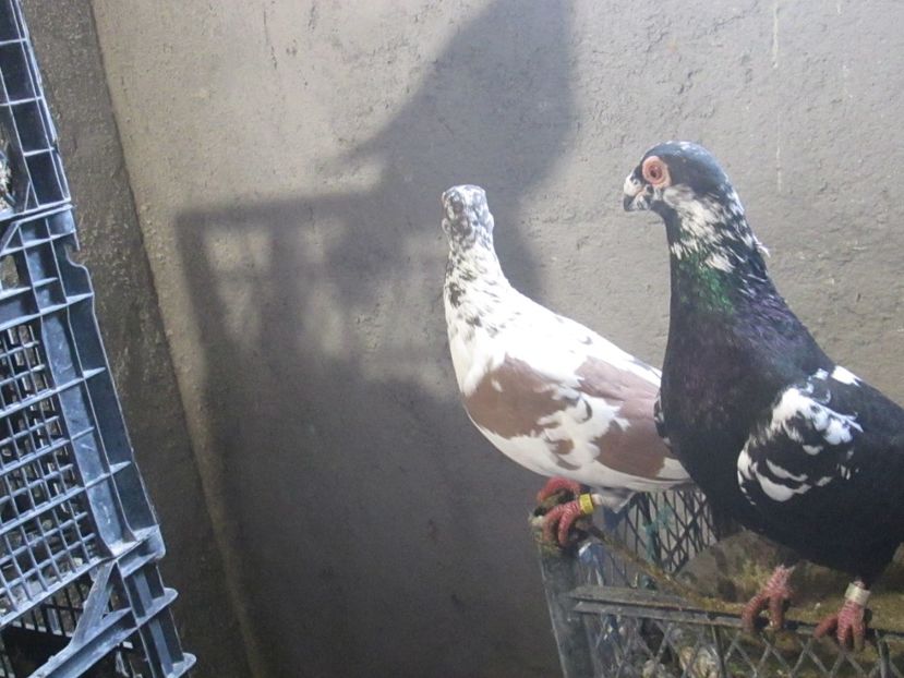  - POZE CARANCULATI 2018