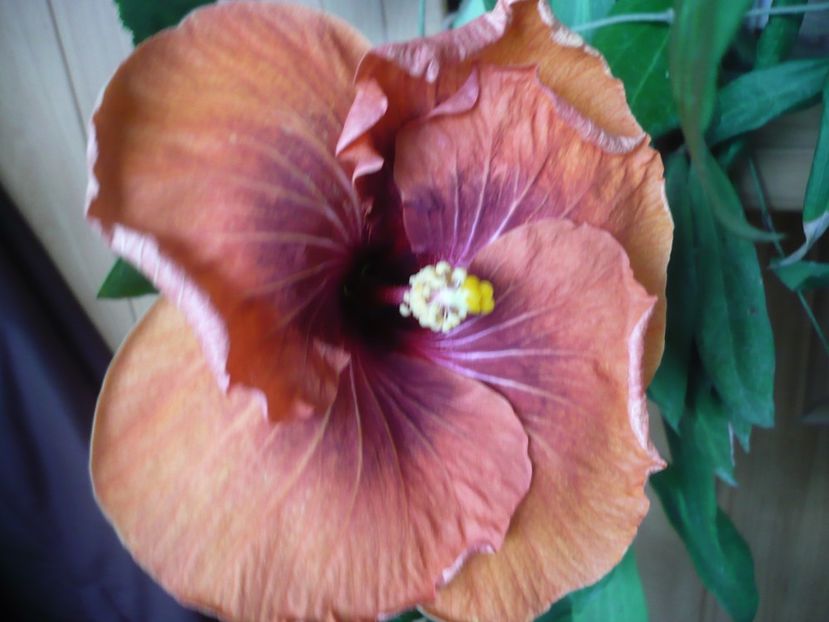 24.03.2018 - HIBISCUSI 2018-1