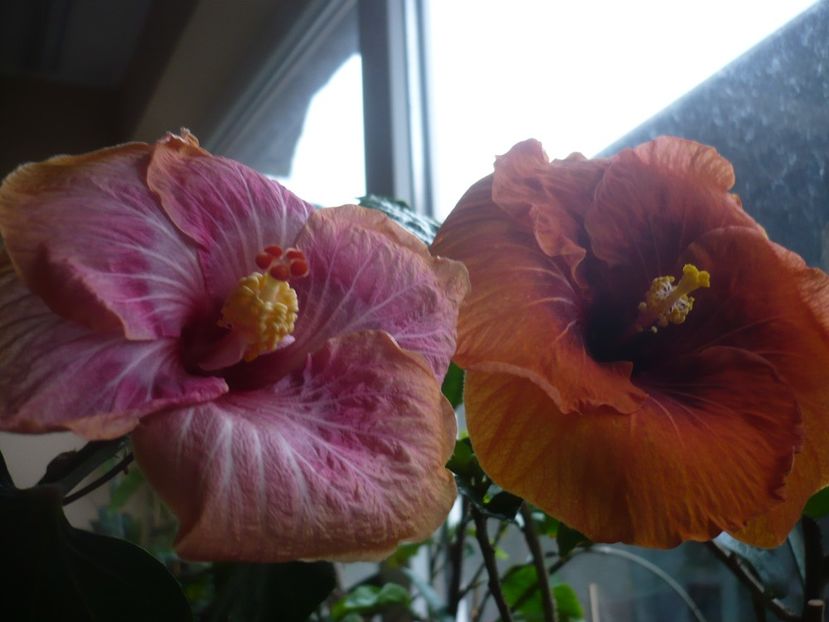 P1360412 - HIBISCUSI 2018-1