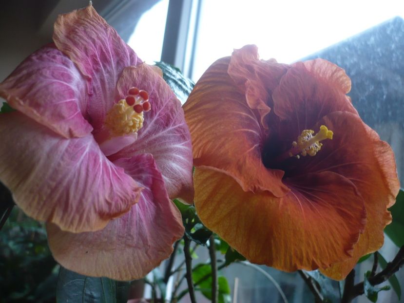 P1360414 - HIBISCUSI 2018-1