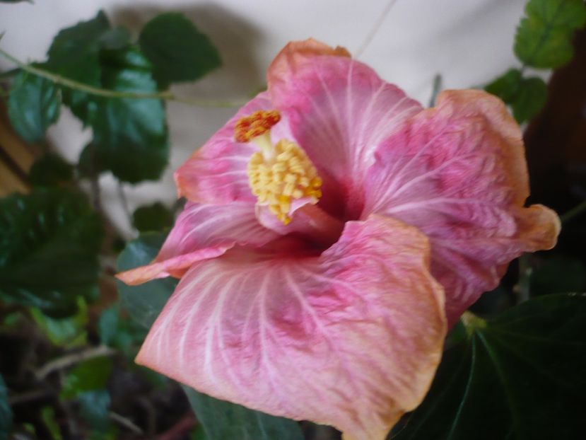 P1360417 - HIBISCUSI 2018-1