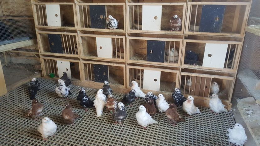  - 24_PESCARUSI CHINEZI TALIA MARE MATCA-2021