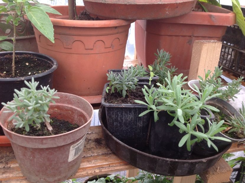  - Butasii de lavanda ciupiți