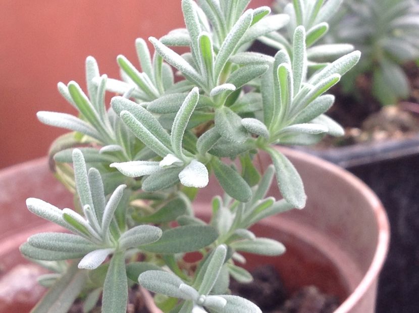  - Butasii de lavanda ciupiți