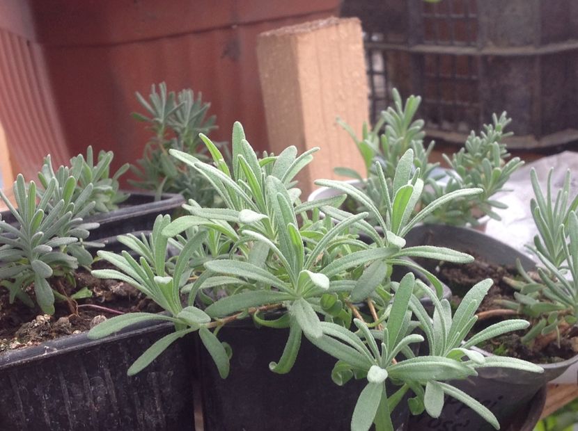  - Butasii de lavanda ciupiți