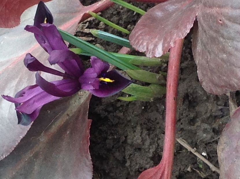  - Gradina feb 2018 un inceput de nou sezon