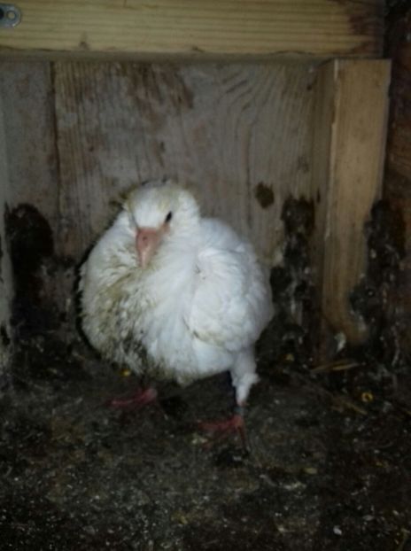 Pui-2-2018 - Voiajori 2015-2022