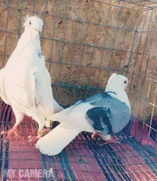 În timpul împerecherii - Jucători de Amara