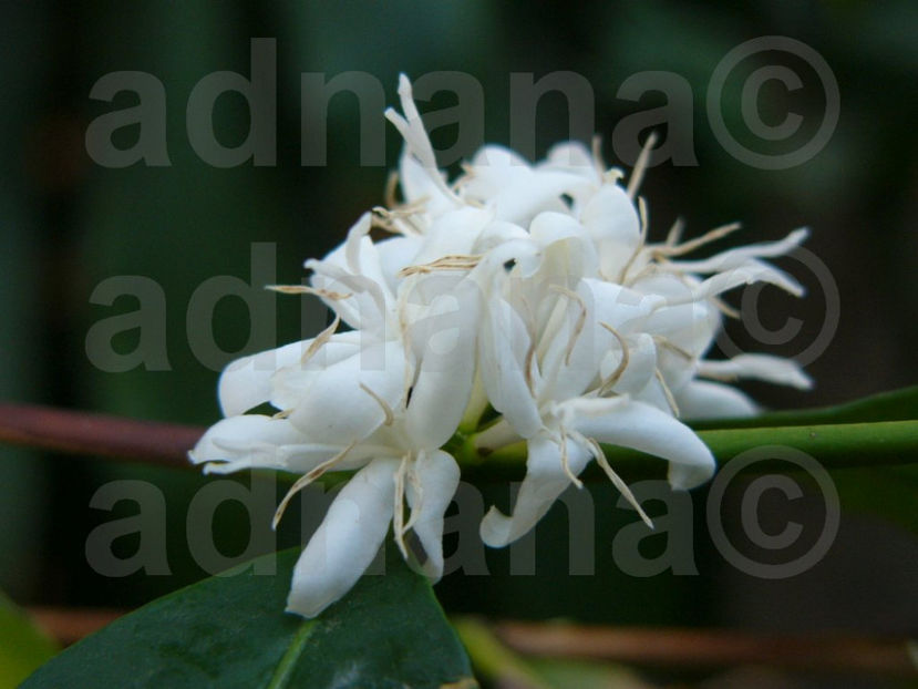  - Arborele de cafea - Coffea arabica