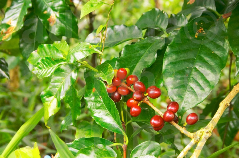  - Arborele de cafea - Coffea arabica