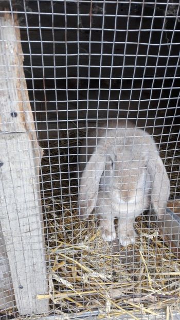  - 2- Femela berbec german mignon