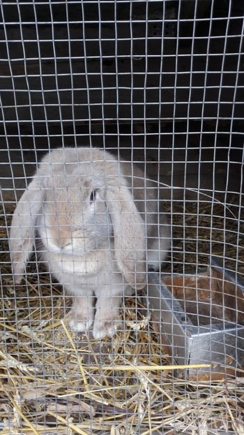  - 2- Femela berbec german mignon