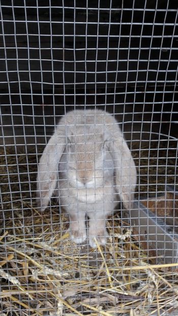  - 2- Femela berbec german mignon