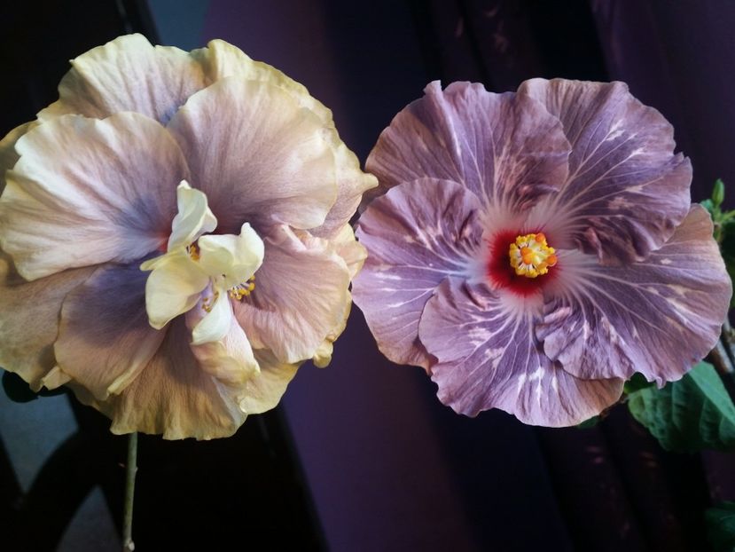  - Hibiscus 2018