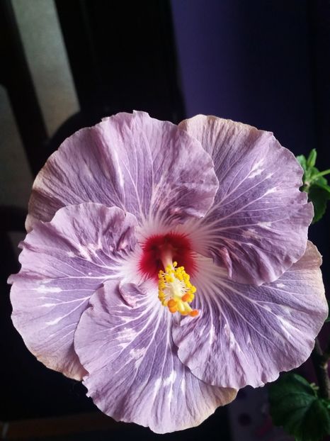  - Hibiscus 2018
