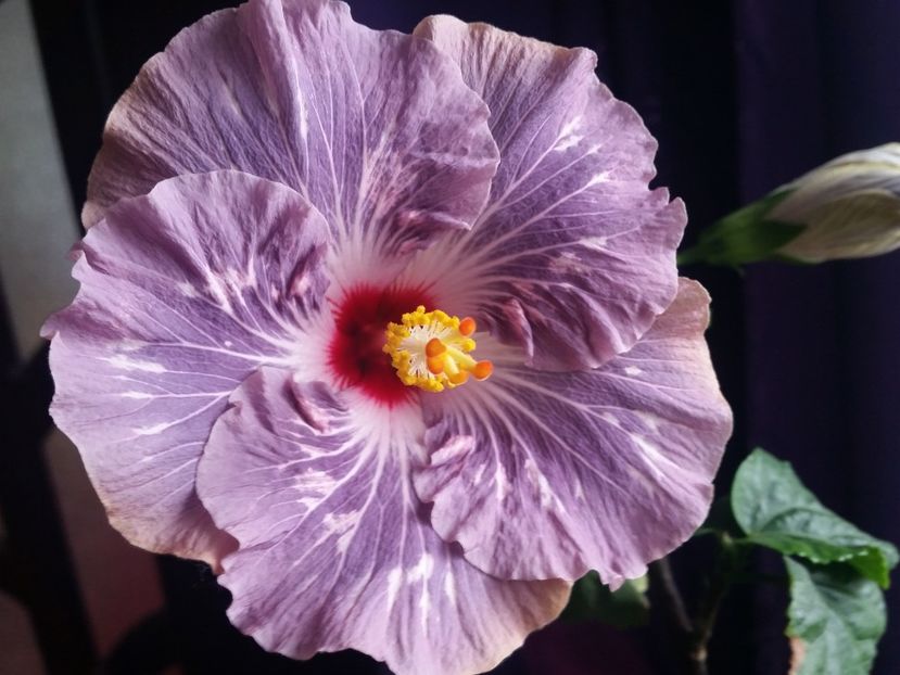  - Hibiscus 2018