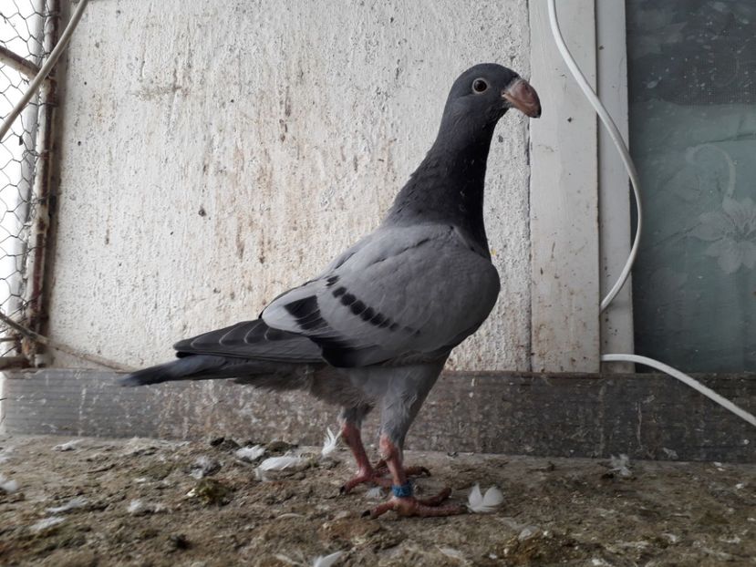  - Pui voiajori germani 2018