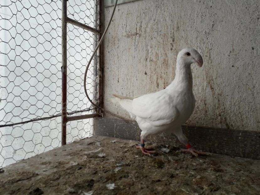  - Pui voiajori germani 2018