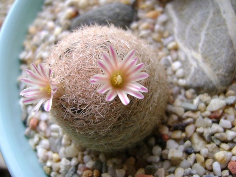 Mammillaria lasiacantha - Cactusi 2018