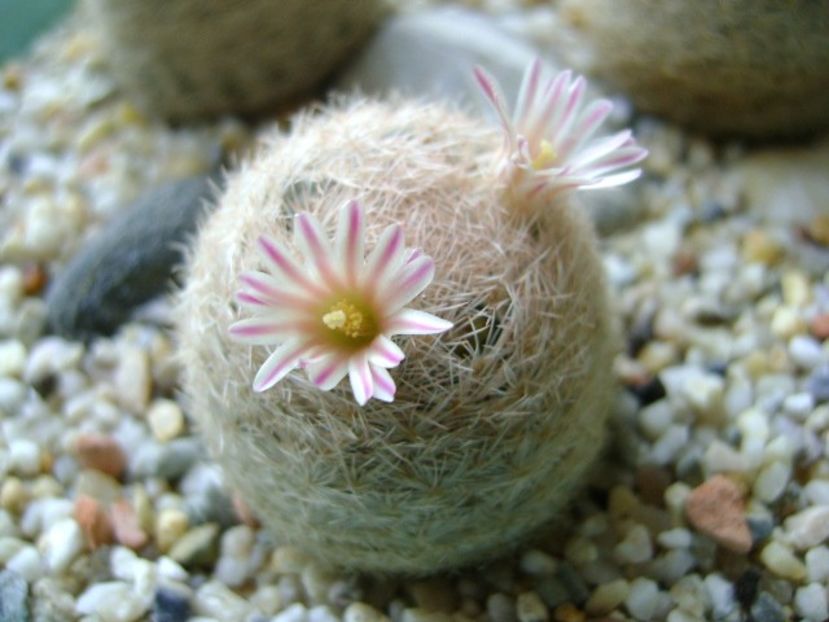 Mammillaria lasiacantha - Cactusi 2018