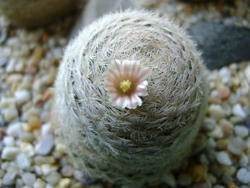 Mammillaria lasiacantha - Cactusi 2018