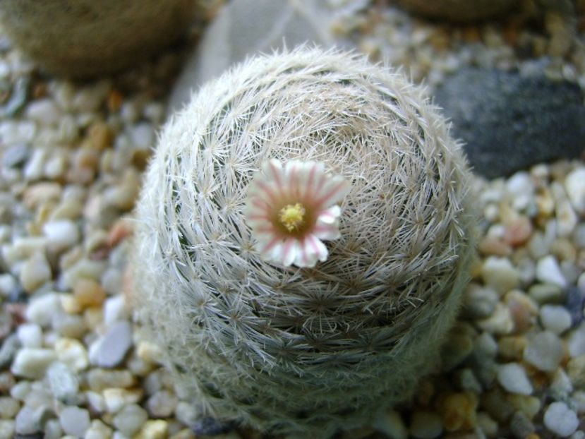 Mammillaria lasiacantha - Cactusi 2018