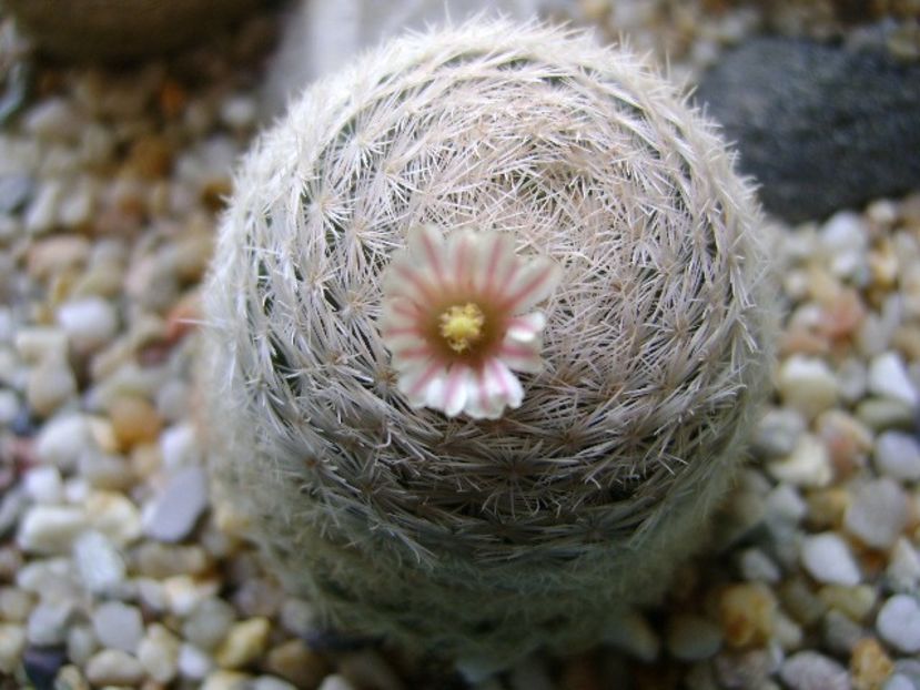 Mammillaria lasiacantha - Cactusi 2018