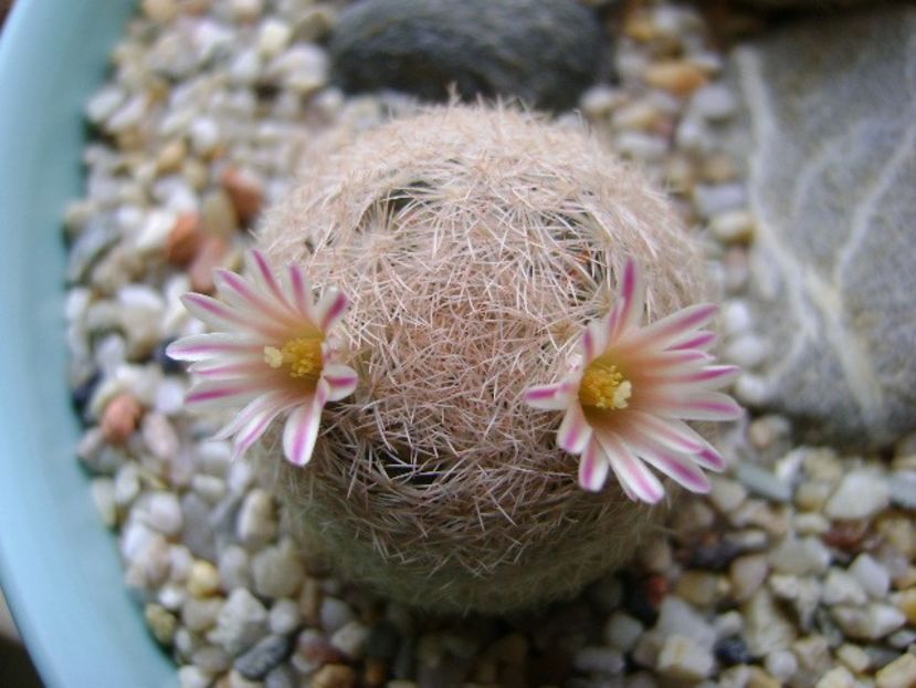 Mammillaria lasiacantha - Cactusi 2018