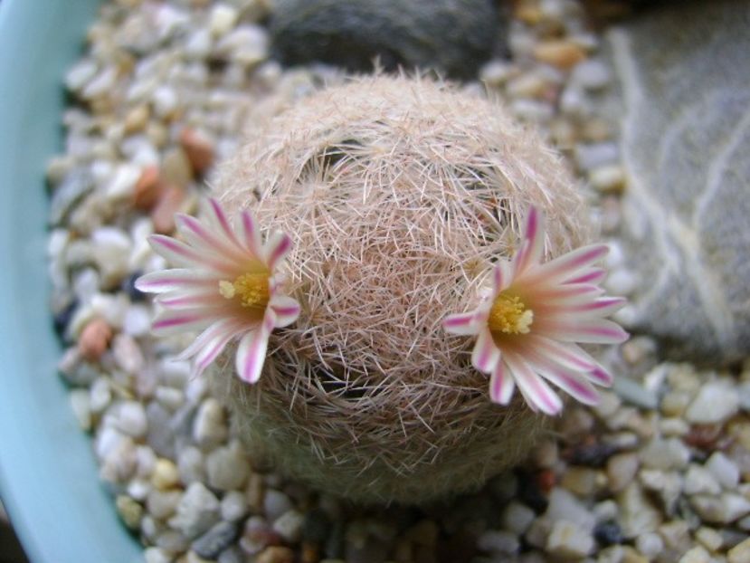 Mammillaria lasiacantha - Cactusi 2018