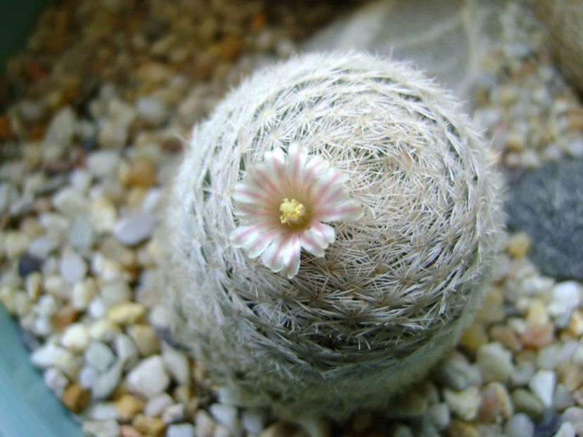 Mammillaria lasiacantha - Cactusi 2018