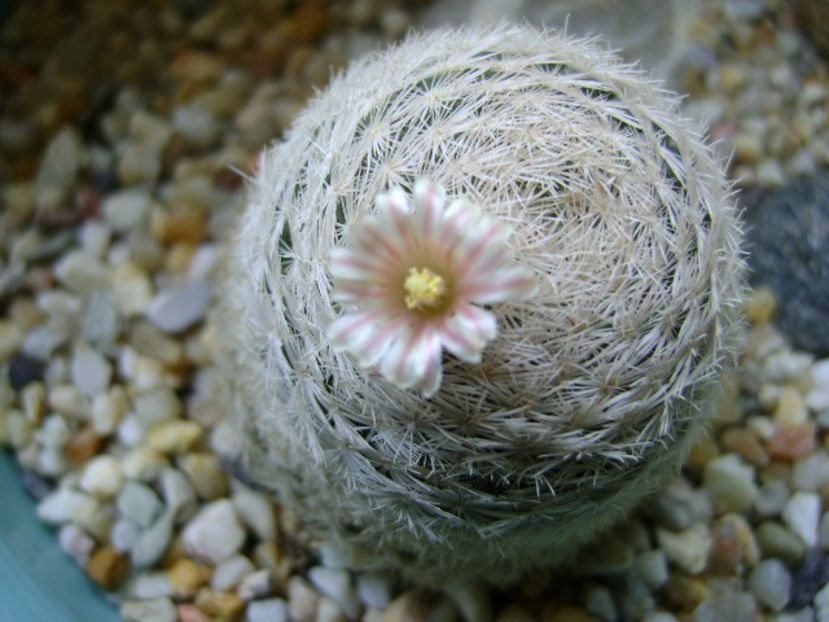 Mammillaria lasiacantha - Cactusi 2018