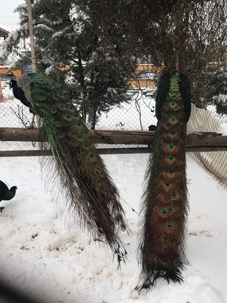  - VANZARI-SCHIMBURI-CUMPARARI