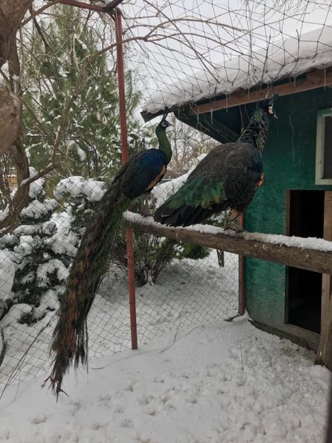  - VANZARI-SCHIMBURI-CUMPARARI