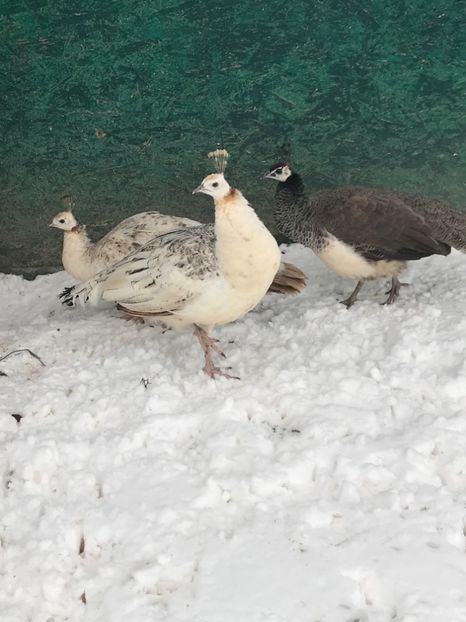  - VANZARI-SCHIMBURI-CUMPARARI