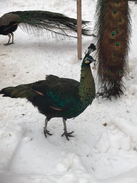  - VANZARI-SCHIMBURI-CUMPARARI