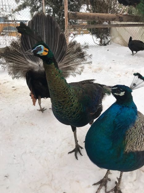  - VANZARI-SCHIMBURI-CUMPARARI