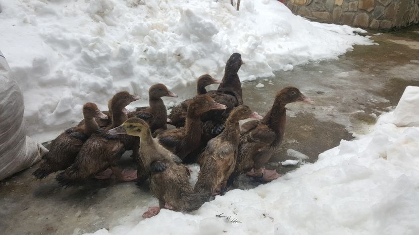 nameti si.... - Bomboane asortate 2018