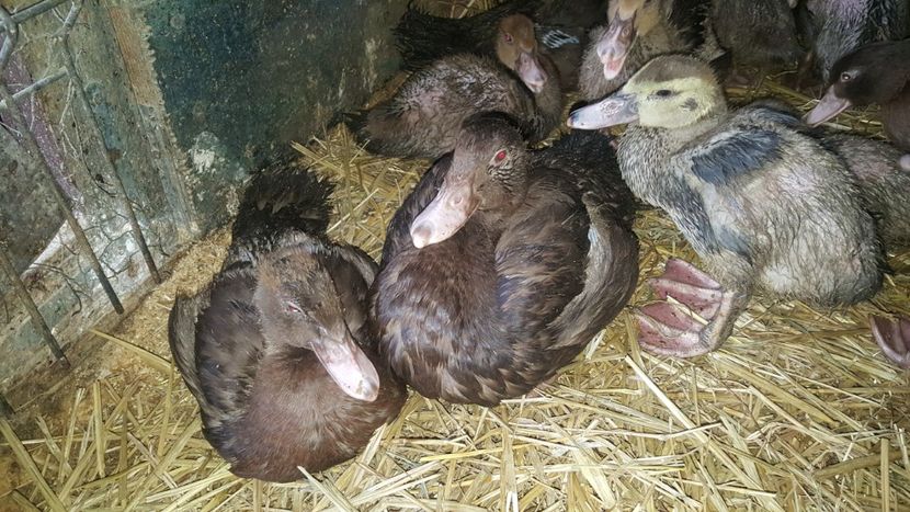 din nou acasa - Bomboane asortate 2018